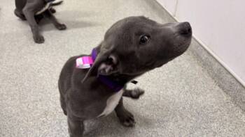 Pit Bull Terrier and Labrador Retriever Dogs Available for Adoption - SILVER | PetCurious