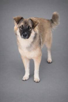 Australian Shepherd and Mixed Breed Dogs Available for Adoption - Ozark | PetCurious