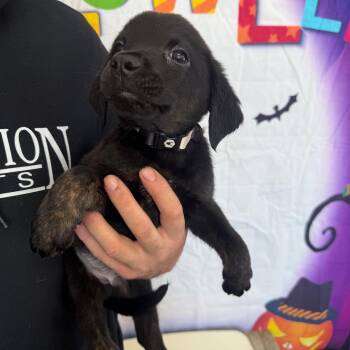 Wolfgang -  Labrador Retriever and Australian Shepherd Dog for Adoption in Normal, Illinois - Wolfgang | PetCurious