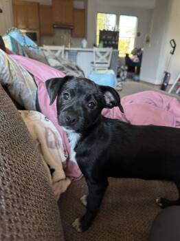 Raven -  Rat Terrier Dog for Adoption in Penryn, California - Raven | PetCurious
