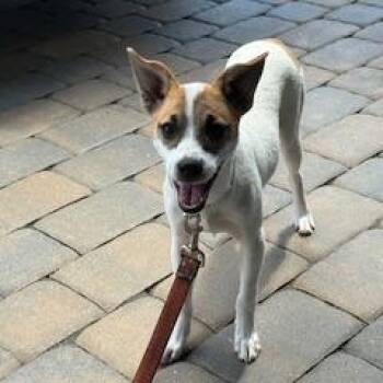 Betsy -  Mixed Breed Dog Available for Adoption - Betsy | PetCurious