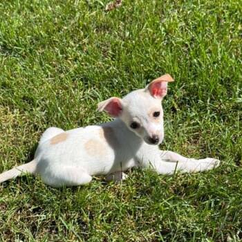 Arlo -  Chihuahua and Mixed Breed Dog for Adoption in Alma, Wisconsin - Arlo | PetCurious