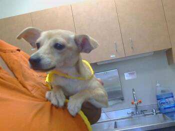 PETUNIA -  Chihuahua and Mixed Breed Dog for Adoption in Sacramento, California - PETUNIA | PetCurious