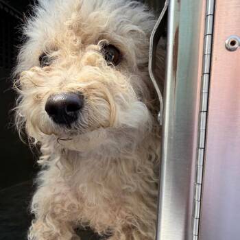 Doodle -  Miniature Poodle Dog for Adoption in Edinburg, Texas - Doodle | PetCurious