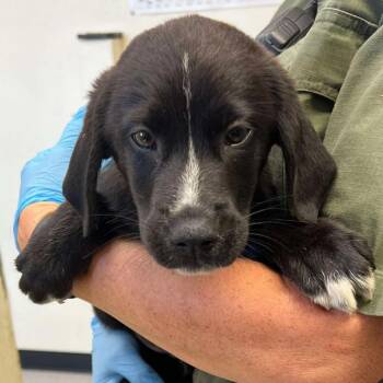 Give Thanks -  Coonhound and Great Pyrenees Dog for Adoption in Austin, Texas - Give Thanks | PetCurious
