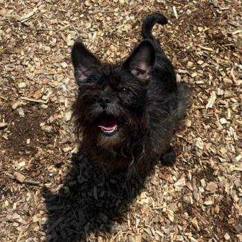 Mixed Breed Dogs Available for Adoption in Wappingers Falls, New York - Princess *My Adoption Is Pending!* | PetCurious