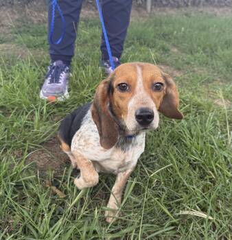 Posey- little beagle girl seeks home -  Beagle Dog for Adoption in Conway, South Carolina - Posey- Little Beagle Girl Seeks Home | PetCurious