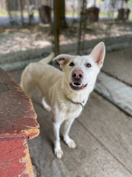 Rescue White German Shepherd Dogs for Adoption in Saint Clairsville, Ohio - Fang | PetCurious