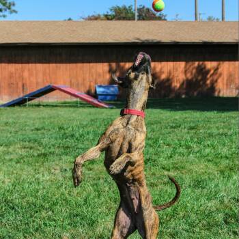 Flower -  Pit Bull Terrier and Mixed Breed Dog for Adoption in Columbia, Missouri - Flower | PetCurious