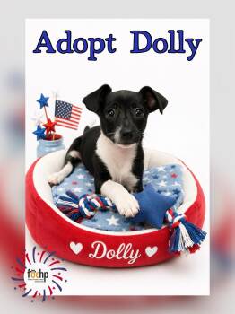Dolly -  Chihuahua and Dachshund Dog for Adoption in Orange, California - Dolly | PetCurious