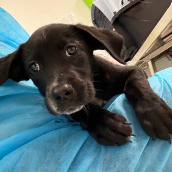 Salsa -  Mixed Breed Dog for Adoption in Charleston, West Virginia - Salsa | PetCurious