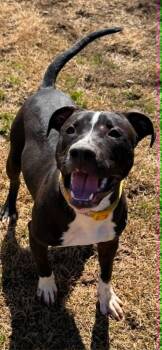 Pit Bull Terrier Dogs Available for Adoption - King | PetCurious