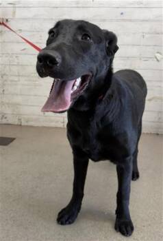OBSIDIAN -  Labrador Retriever and Mixed Breed Dog for Adoption in San Bernardino, California - OBSIDIAN | PetCurious