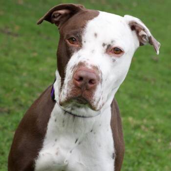 Harley Quinn -  Pit Bull Terrier and Mixed Breed Dog for Adoption in Riverwoods, Illinois - Harley Quinn | PetCurious