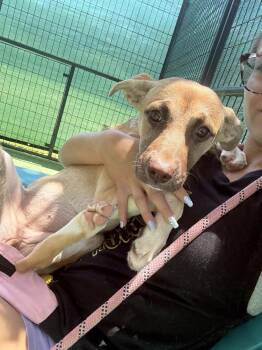 Torani -  American Bulldog Dog for Adoption in Lakeland, Florida - Torani | PetCurious