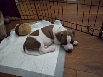 Musashimaru -  Mixed Breed Dog for Adoption in Honolulu, Hawaii - Musashimaru | PetCurious