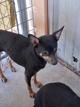 Chihuahua and Mixed Breed Dogs Available for Adoption - Crush | PetCurious