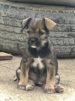 Schnauzer and French Bulldog Dogs Available for Adoption in Estherville, Iowa - Cam | PetCurious