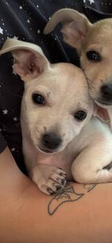 PEARL -  Chihuahua and Miniature Dachshund Dog for Adoption in Branford, Connecticut - PEARL | PetCurious