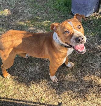 Hound and Mixed Breed Dogs Available for Adoption - Marty | PetCurious