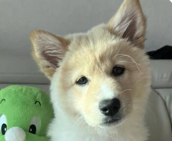 Jindo Dogs Available for Adoption in San Ramon, California - Dooli | PetCurious