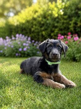 Benny -  Maltese and Terrier Dog for Adoption in Coachella, California - Benny | PetCurious