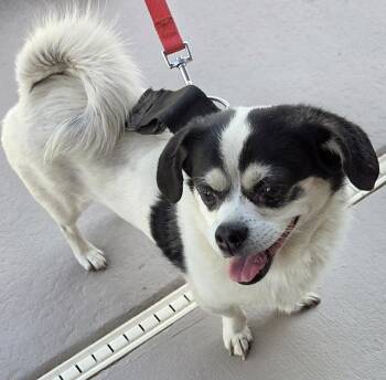 Terrier Dogs Available for Adoption in Mesquite, Nevada - Brandi | PetCurious