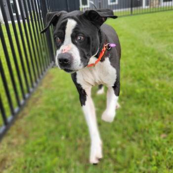 Kyelo -  Mixed Breed Dog for Adoption in Cooperstown, New York - Kyelo | PetCurious