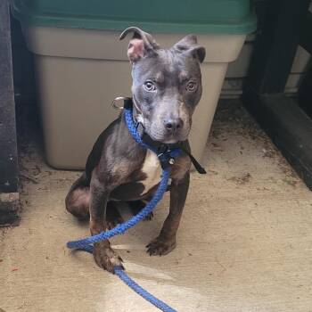 Bunny Boo -  American Staffordshire Terrier Dog for Adoption in Lake Panasoffkee, Florida - Bunny Boo | PetCurious