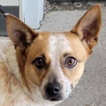 108930 -  Mixed Breed Dog for Adoption in Las Cruces, New Mexico - 108930 | PetCurious