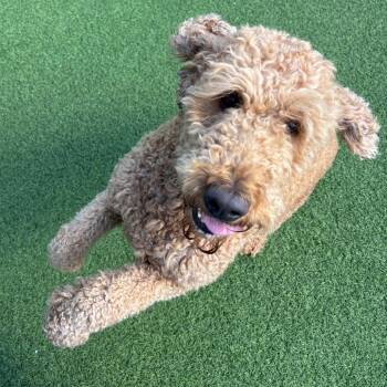 Rescue Standard Poodle and Golden Retriever Dogs for Adoption in Loxahatchee Groves, Florida - Lily 1349 | PetCurious