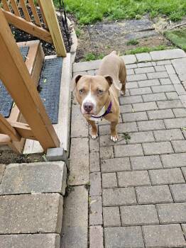 Pit Bull Terrier Dogs Available for Adoption in Crete, Illinois - Mr McGoo | PetCurious