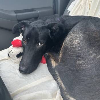 Reading Rainbow -  Shepherd and Border Collie Dog for Adoption in Austin, Texas - Reading Rainbow | PetCurious