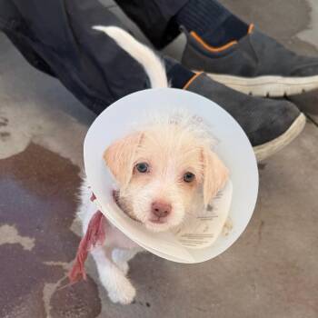 Phoenix -  Terrier Dog for Adoption in Palm Springs, California - Phoenix | PetCurious