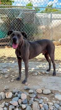 Gibby -  Great Dane Dog for Adoption in Gardnerville, Nevada - Gibby | PetCurious