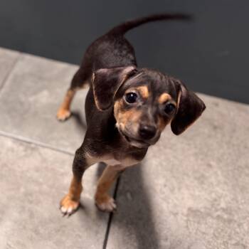 Chihuahua Dogs Available for Adoption in Floresville, Texas - Ragnar | PetCurious