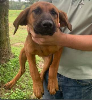 Janis Joplin -  English Coonhound and Labrador Retriever Dog for Adoption in Tulsa, Oklahoma - Janis Joplin | PetCurious
