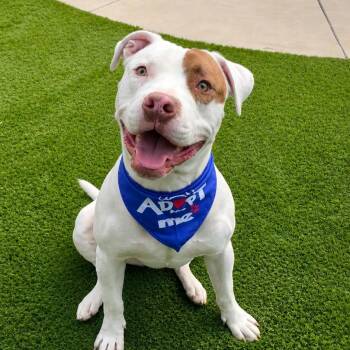 Petey -  Pit Bull Terrier Dog for Adoption in San Diego, California - Petey | PetCurious