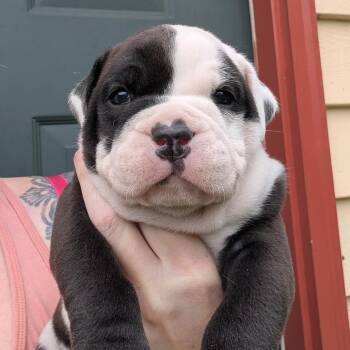 Chonks -  Mixed Breed Dog for Adoption in Dekalb, Illinois - Chonks | PetCurious