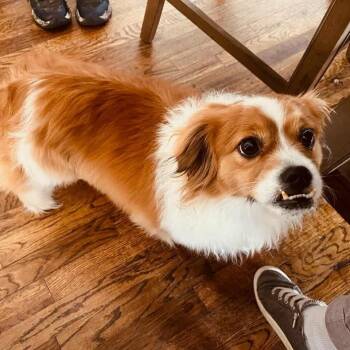 Rescue Spaniel and Mixed Breed Dogs for Adoption in Hackett, Arkansas - Link | PetCurious