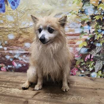 Pomeranian Dogs Available for Adoption in Normal, Illinois - Butters | PetCurious