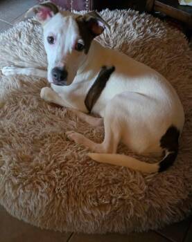 Pot Pie Mario -  Whippet and American Staffordshire Terrier Dog for Adoption in Berlin, New Jersey - Pot Pie Mario | PetCurious