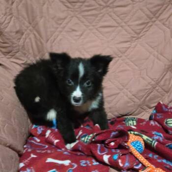 Terrier and Labrador Retriever Dogs Available for Adoption - Raven  | PetCurious