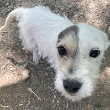 Parson Russell Terrier and Lakeland Terrier Dogs Available for Adoption in Andover, Massachusetts - Precious Sweetpea | PetCurious