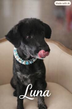 Luna -  Anatolian Shepherd and Australian Shepherd Dog for Adoption in Bolivar, Tennessee - Luna | PetCurious