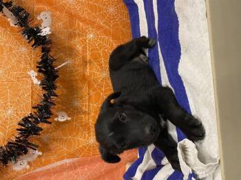 Rescue Border Collie and Mixed Breed Dogs for Adoption in Modesto, California - A604287 | PetCurious