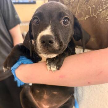 Supergirl -  Mixed Breed Dog for Adoption in Corinth, Mississippi - Supergirl | PetCurious