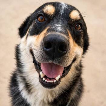 Zac -  Anatolian Shepherd Dog for Adoption in Martinez, California - Zac | PetCurious