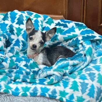 Rescue Chihuahua Dogs for Adoption in Houston, Texas - Bella Ella (Dallas) | PetCurious