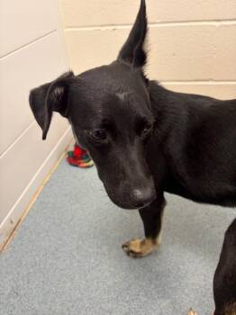 Helen -  Terrier and Mixed Breed Dog for Adoption in Portland, Indiana - Helen | PetCurious